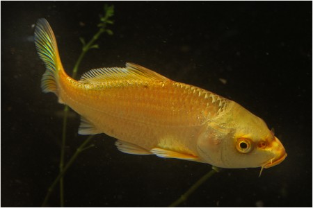 copyright R. Callewaert